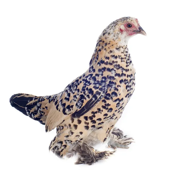 Bantam Pollo — Foto Stock