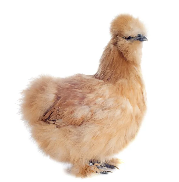 Young Silkie — Stock Photo, Image