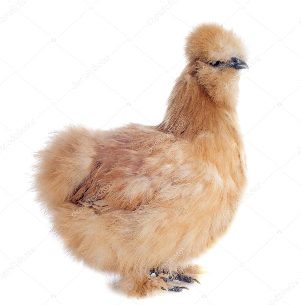 young Silkie
