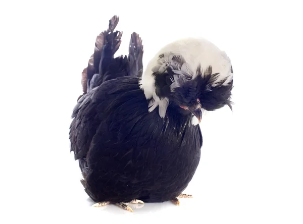 Bantam olandese — Foto Stock