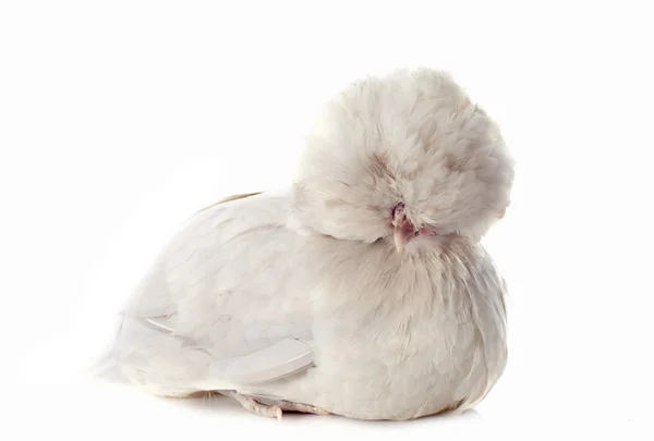 Holandesa bantam — Foto de Stock