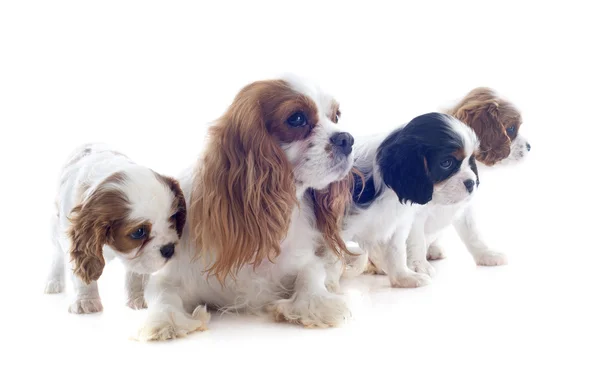 Rodzina cavalier king charles — Zdjęcie stockowe