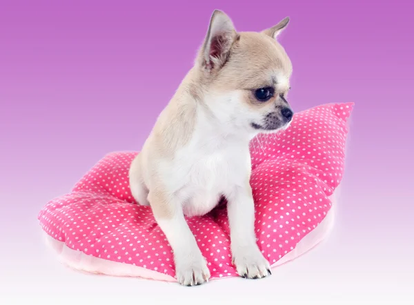 Puppy chihuahua — Stock Photo, Image