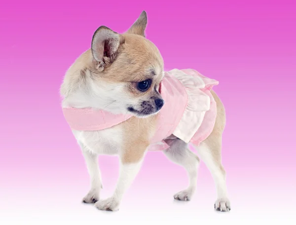 Chihuahua cucciolo vestito — Foto Stock