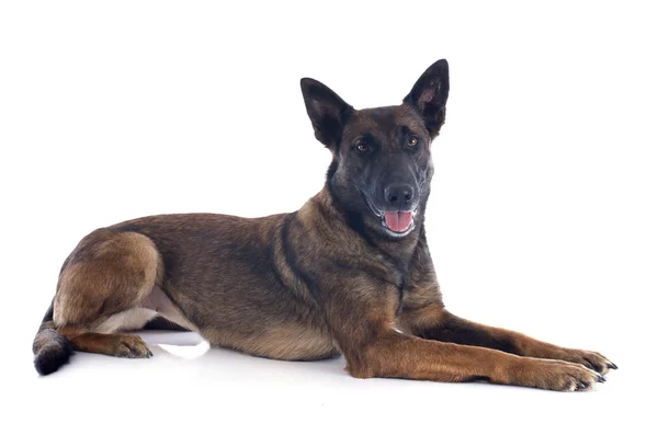 Malinois — Stok fotoğraf