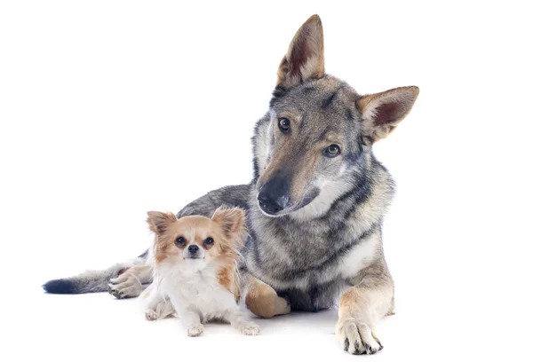 Tchecoslovaco Wolfdog e chihuahua — Fotografia de Stock