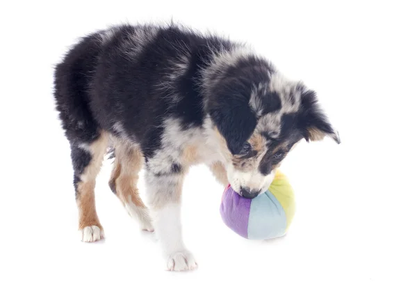 Giocare cucciolo bordo collie — Foto Stock