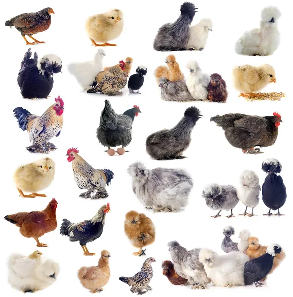 Gruppo di bantam — Foto Stock