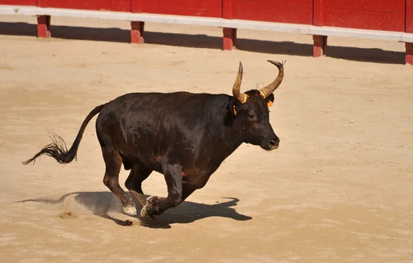 Lopende stier — Stockfoto