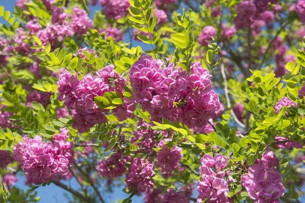 Roze acacia — Stockfoto