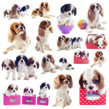 Cavalier King Charles