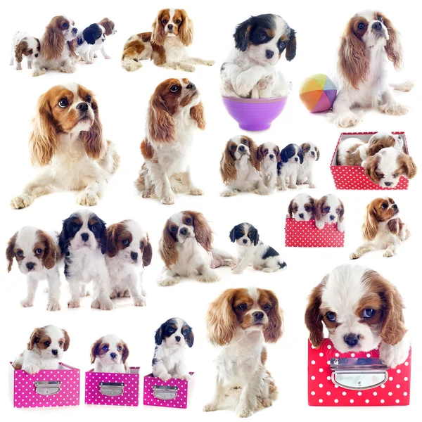 Cavalier King Charles — Φωτογραφία Αρχείου