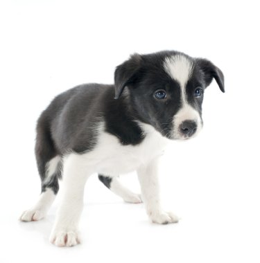 köpek yavrusu kenar kömür ocağı