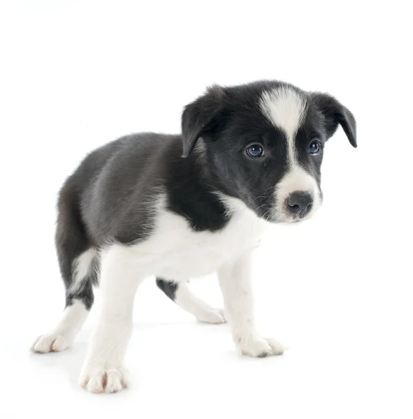 Puppy Bordercollie — Stockfoto