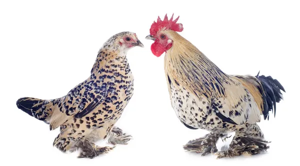 Bantam rooster och kyckling — Stockfoto