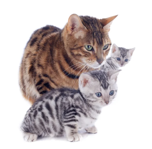 Bengal family — Stock Photo, Image