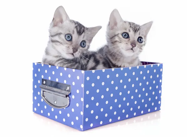 Bengal kitten in box — Stock Photo, Image