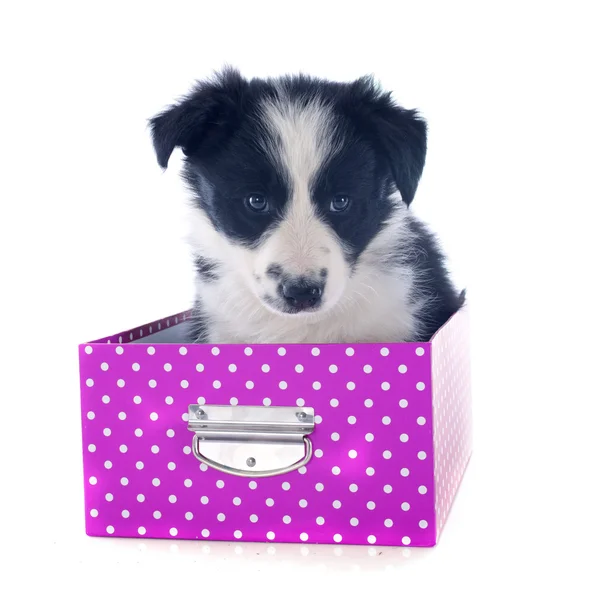 Filhote de cachorro borda collie em uma caixa — Fotografia de Stock