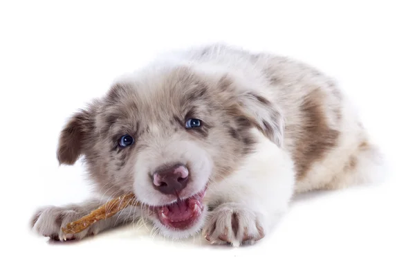 ボーダーコリーの子犬を食べる — ストック写真