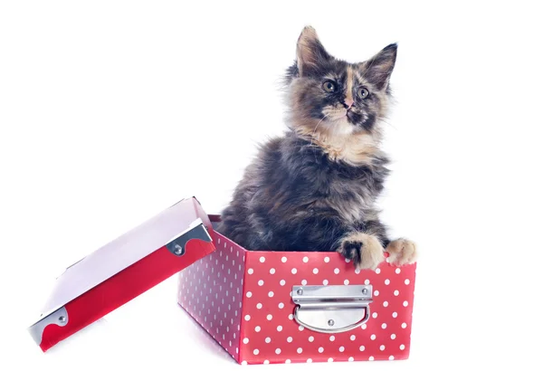 Maine coon kitten in a box — Stock Photo, Image