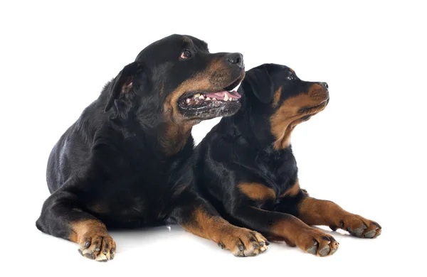 Rottweiler 'lar — Stok fotoğraf