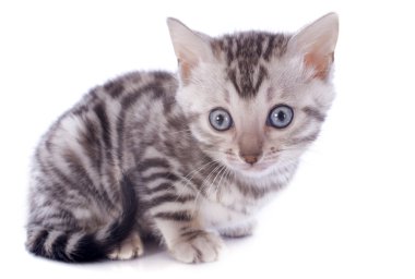 Bengal kedisi.