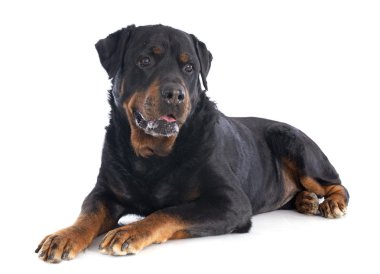 rottweiler clipart