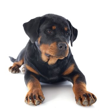 yavru rottweiler