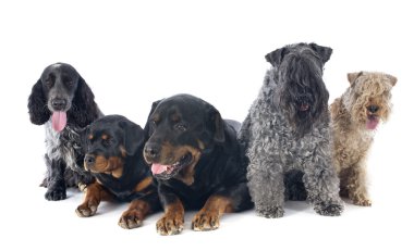 Beş köpek