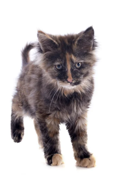 Maine coon kitten — Stock Photo, Image