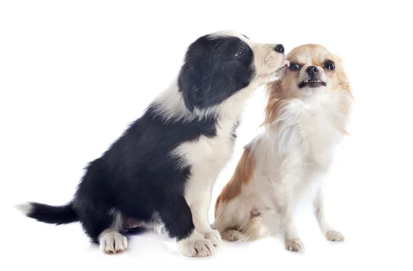 Cachorro frontera collie y enojado chihuahua — Foto de Stock