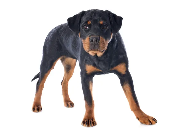 Rottweiler — Stok fotoğraf