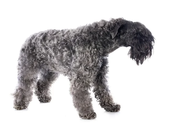 Kerry blue terrier — Stock Fotó
