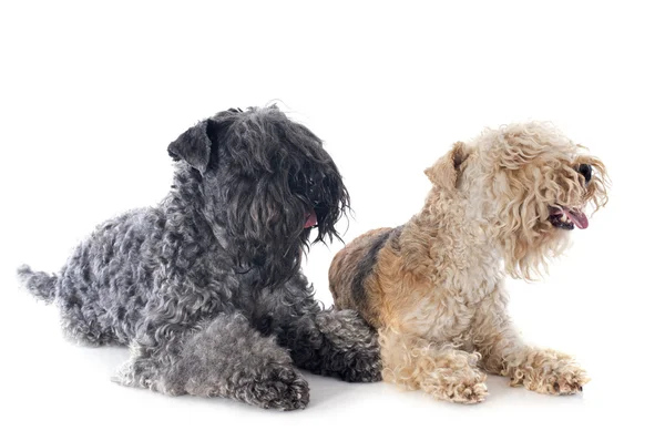 Two terriers — Stock Photo, Image