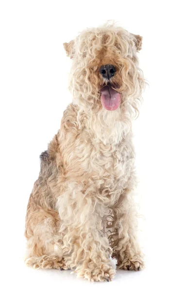 Lakeland Terrier — Fotografia de Stock