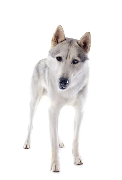 Szibériai husky — Stock Fotó