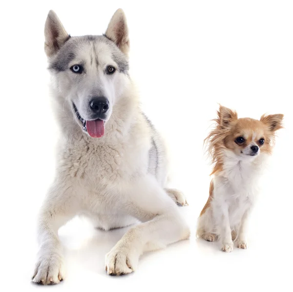 Siberian husky and chihuahua — Stock Photo, Image