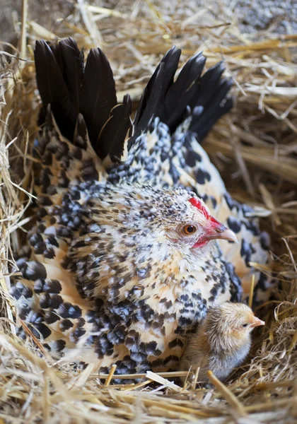 Bantam kyckling och chick — Stockfoto