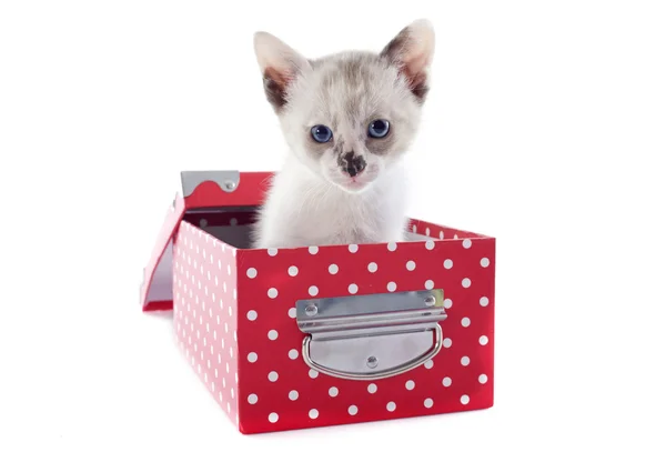 Gatito siamés en caja — Foto de Stock