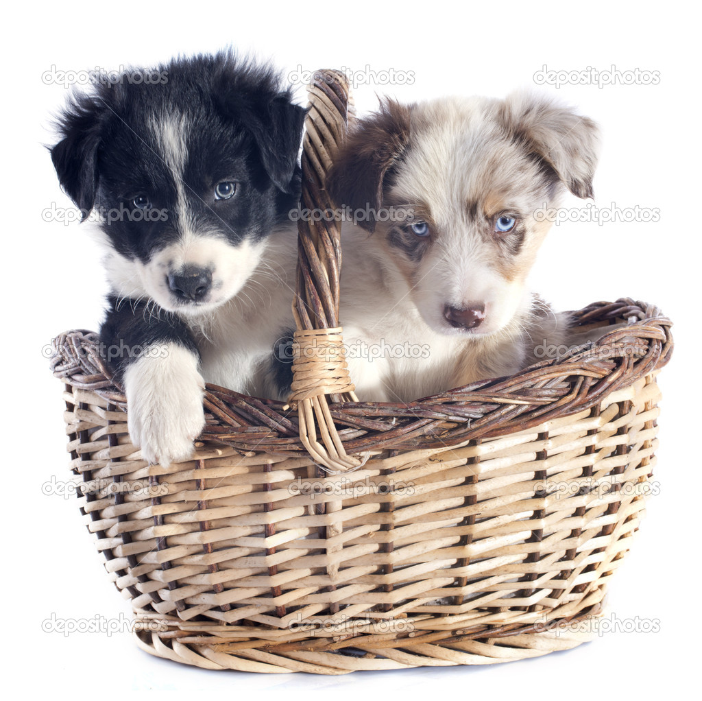 puppies border collie