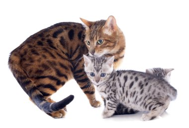 Bengal aile