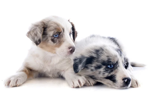 Filhotes de cachorro fronteira collie — Fotografia de Stock