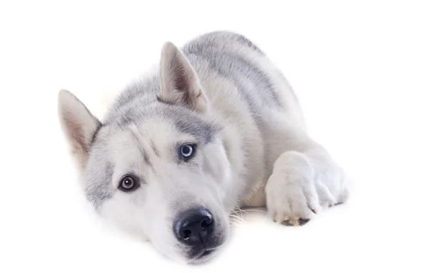 Sibirischer Husky — Stockfoto