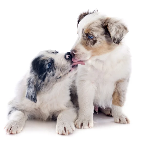 Cachorro frontera collie — Foto de Stock