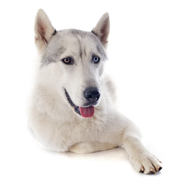 Husky siberiano — Foto Stock