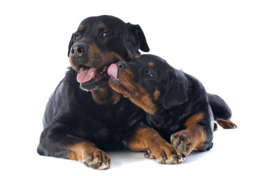 Rottweiler 'lar