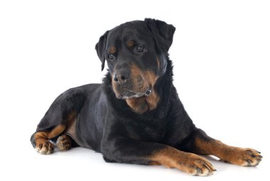 Rottweiler