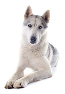 Siberian dış yapraklar