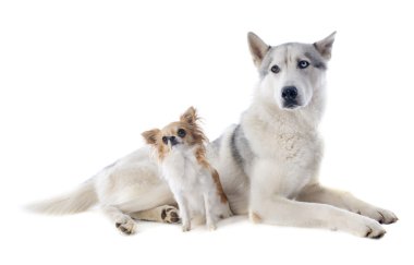 Siberian dış yapraklar ve chihuahua
