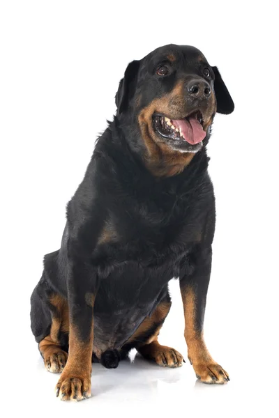 Senior rottweiler — Stockfoto